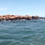 Islands of Uruguay - Isla de Lobos