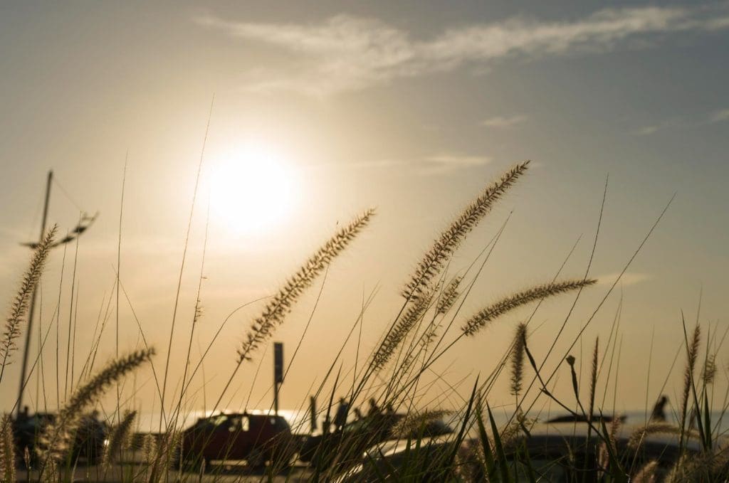 Atemberaubender Sonnenuntergang über einem uruguayischen Strand, eingerahmt von Pflanzen im Vordergrund