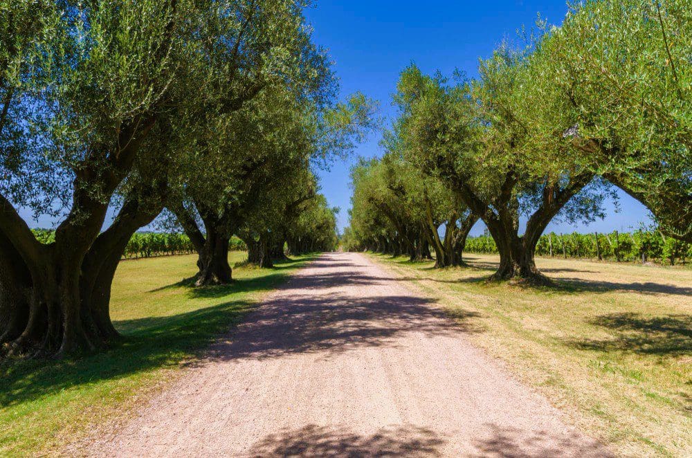Wunderschöner Feldweg mit zentral angepflanzten Olivenbäumen zu beiden Seiten