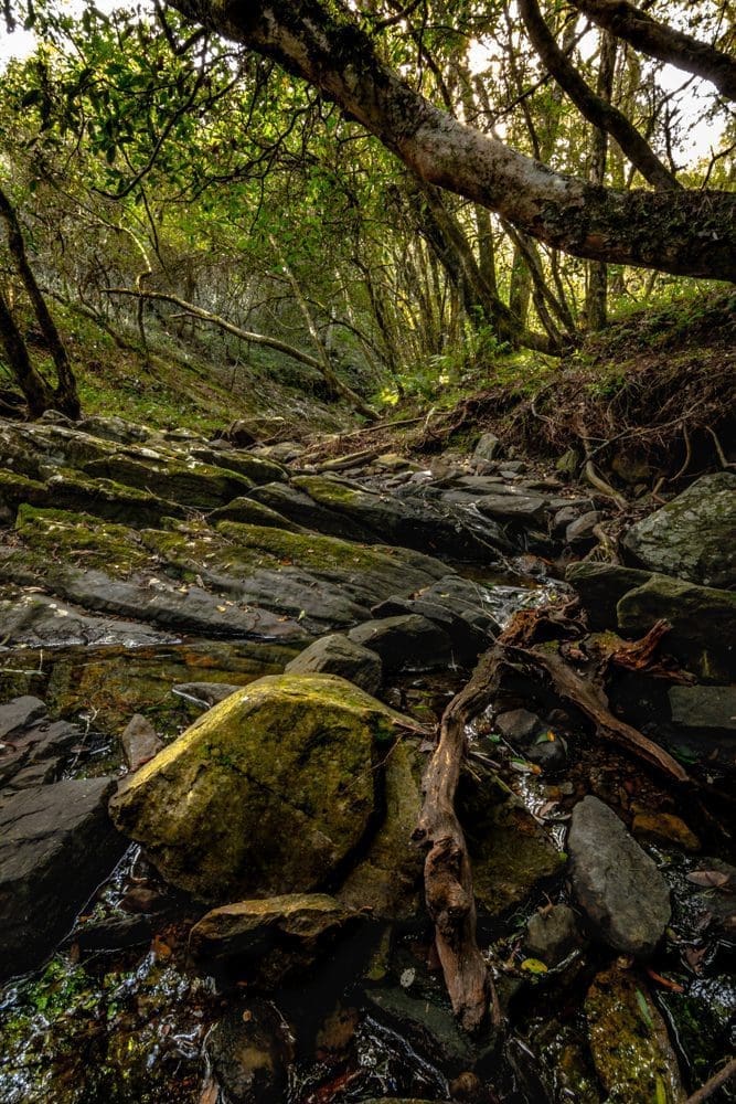 Zwischen Felsen, Ästen und Bäumen entdecken wir einen kleinen natürlichen Wasserlauf in der „Quebrada de los Cuervos“