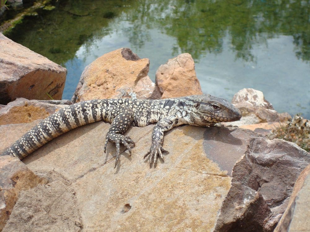 Eine wilde Eidechse ruht auf einem Felsen neben einem Kaktus entlang des Baches Arapey. Arapey, Salto, Uruguay 