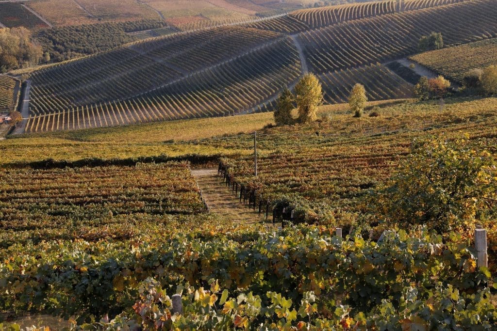 An aerial view of vast agricultural fields or vineyards stretching over rolling hills, with a few trees and paths, under warm sunlight.
