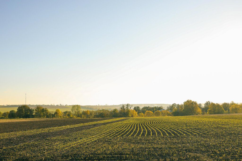 A wide landscape view of a cultivated field with neatly planted rows, trees in the background, and a clear, bright blue sky.