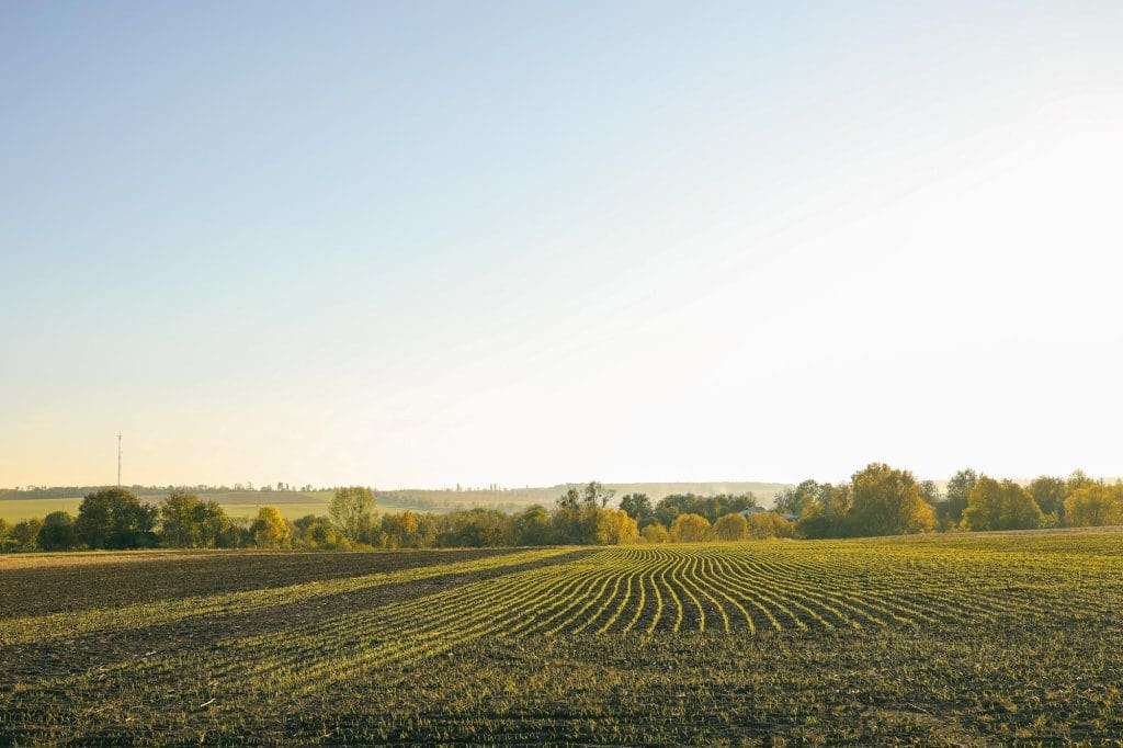 A wide landscape view of a cultivated field with neatly planted rows, trees in the background, and a clear, bright blue sky.